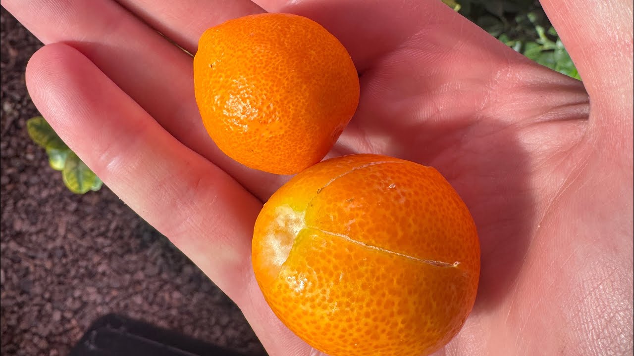 Kumquat comparison (Meiwa vs. Marumi)
