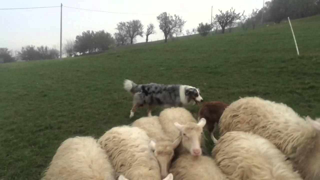 Holly ed Edward mi portano in mezzo al gregge!