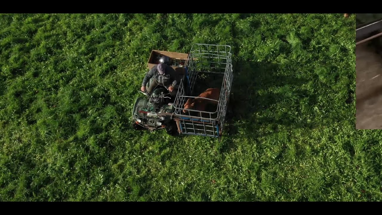Cage sur quad pour attraper veau au champ