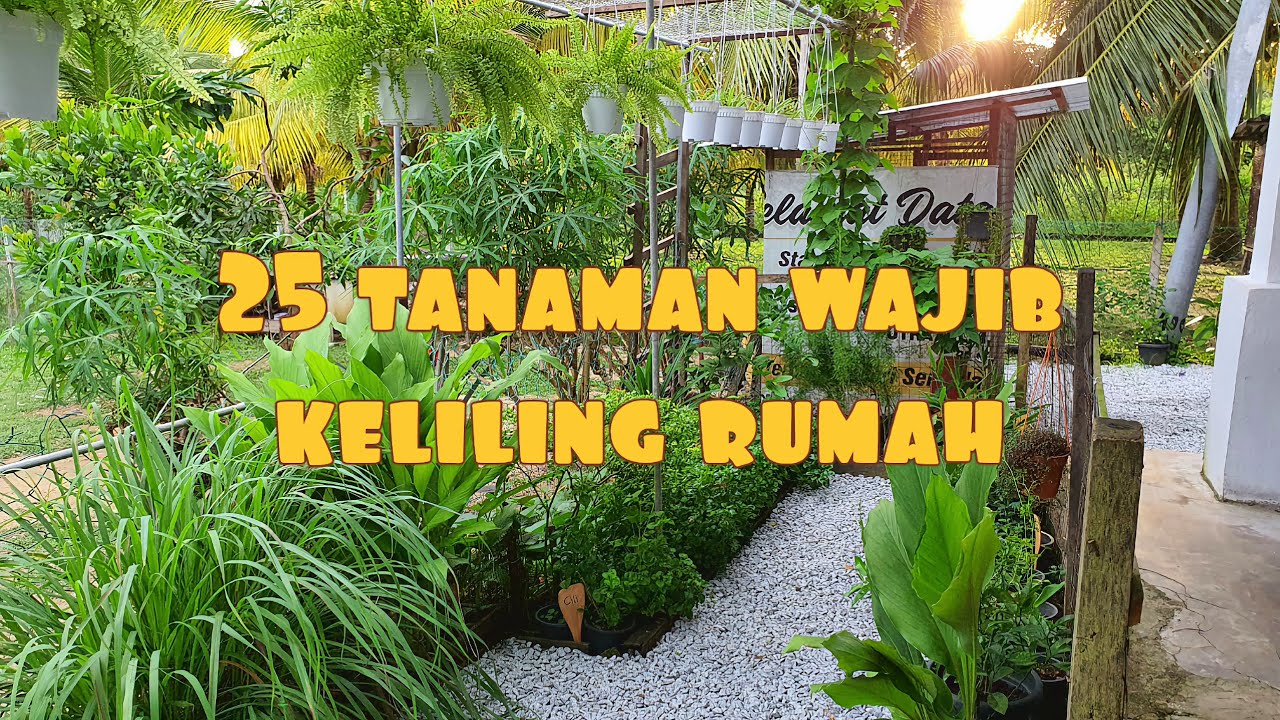 ✅ 25 TANAMAN BERGUNA WAJIB DITANAM KELILING RUMAH AGAR LEBIH HIJAU DAN SIHAT