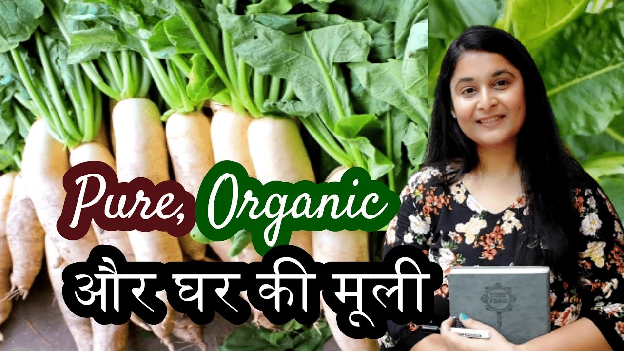 How to grow Mooli in pots/ Radish in pots/मूली गमले में कैसे उगाए  #radish #gardening