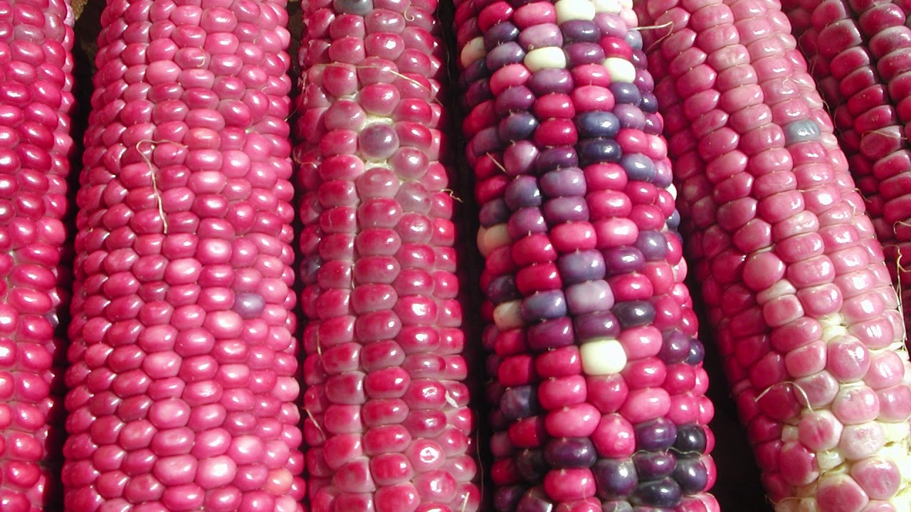 Ancient Food