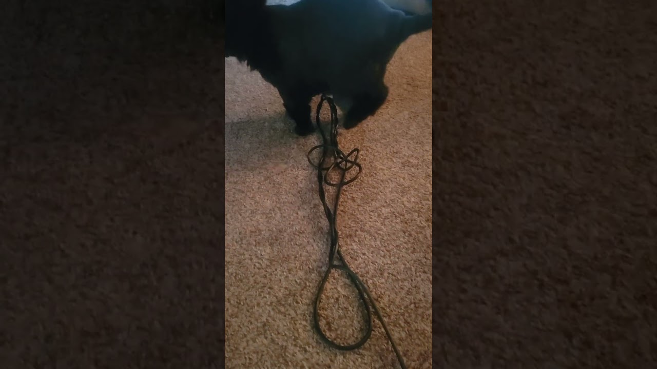 But why Buddy? plug it in plug it in