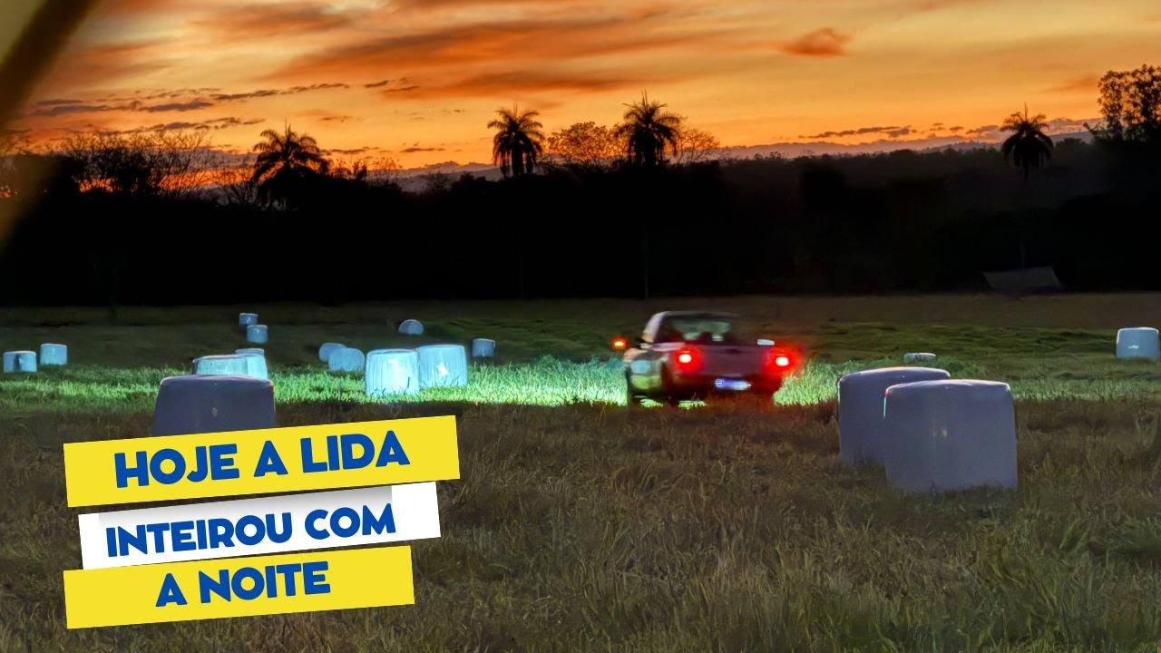 FAZENDO O PRÉ SECADO COM BRACHIARIA RUZIZIENSIS. HOJE O DIA NÃO FOI SUFICIENTE