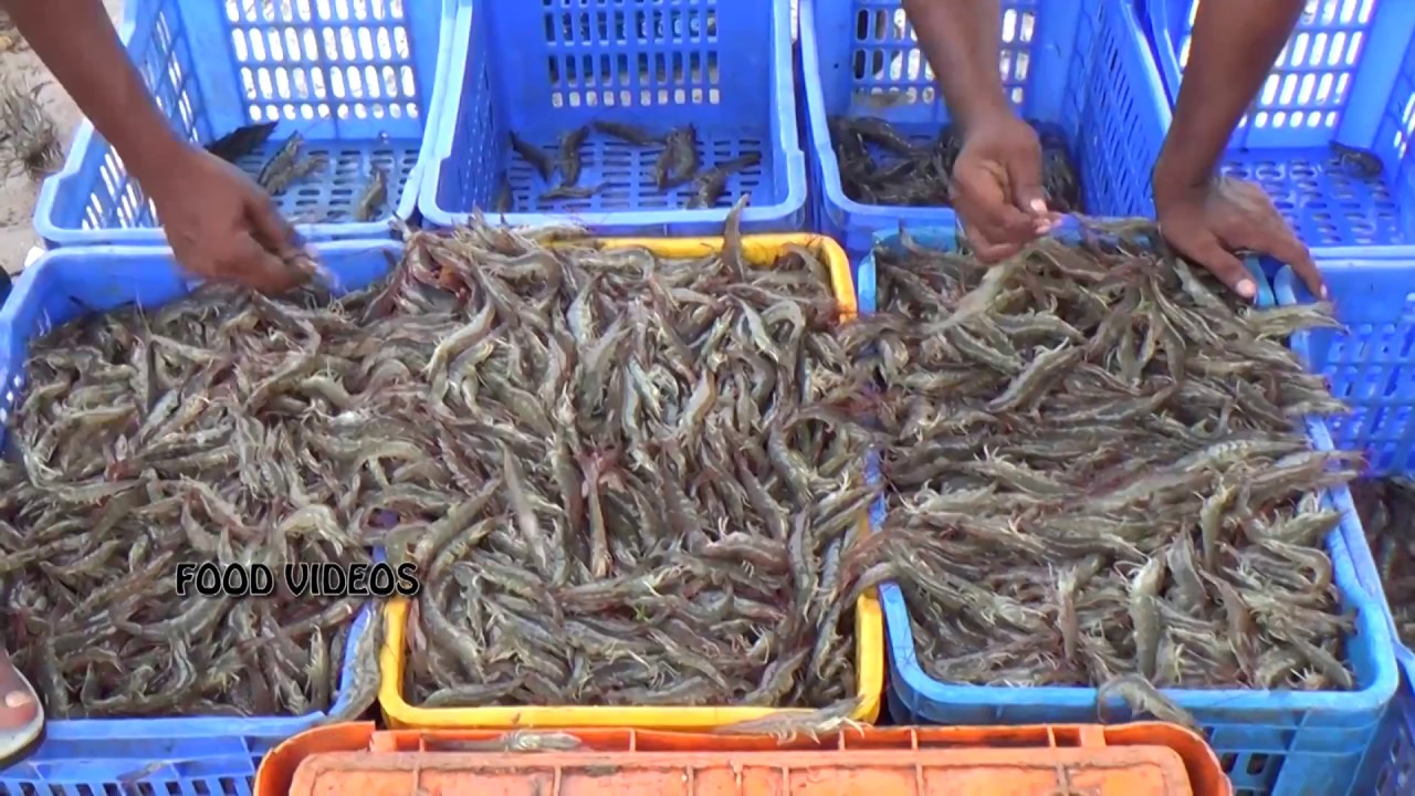 Farm People Catching Prawns Harvesting / Shrimp Live Catching In River | Sea Foods | Foods Videos