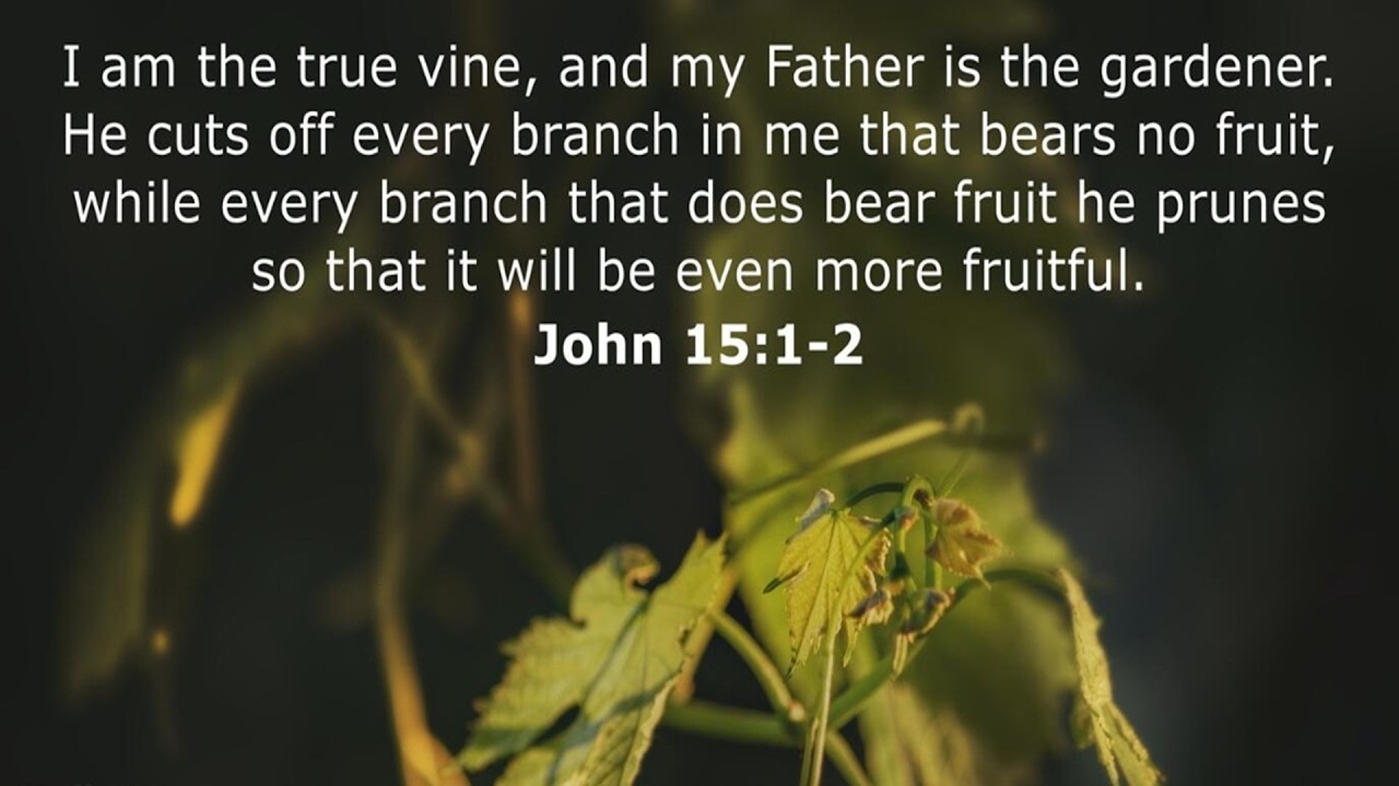 The Cut vs The  Prune    John 15:1-2
