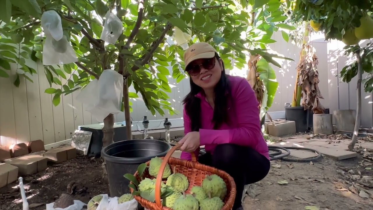 Harvest Giant Geffner, Page, AP Atemoya. How To Tell An Atemoya Variety Will Not Be Cracked Easily. 
