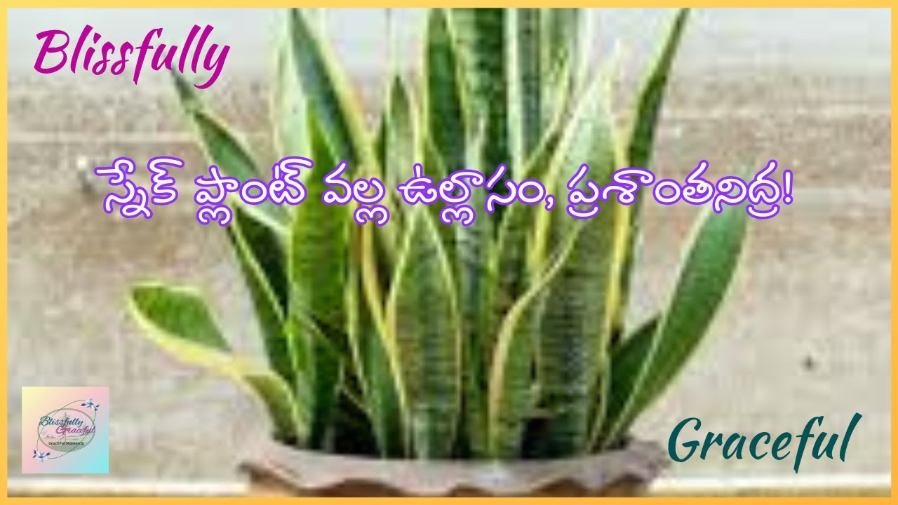 స్నేక్ ప్లాంట్ వల్ల ఉల్లాసం, ప్రశాంతనిద్ర! |#BlissfullyGraceful |Graceful Moments |Grace Bhaskar
