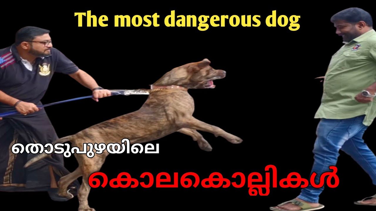 fila brasileiro ലോകത്തിലെ ഏറ്റവും അപകടകാരികൾ.The most dangerous dog..part 1..Leash Talks