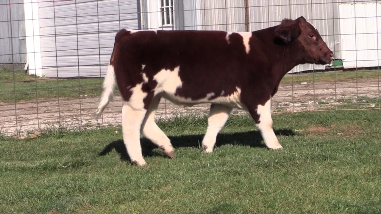 Carlson Tag 160 Steer