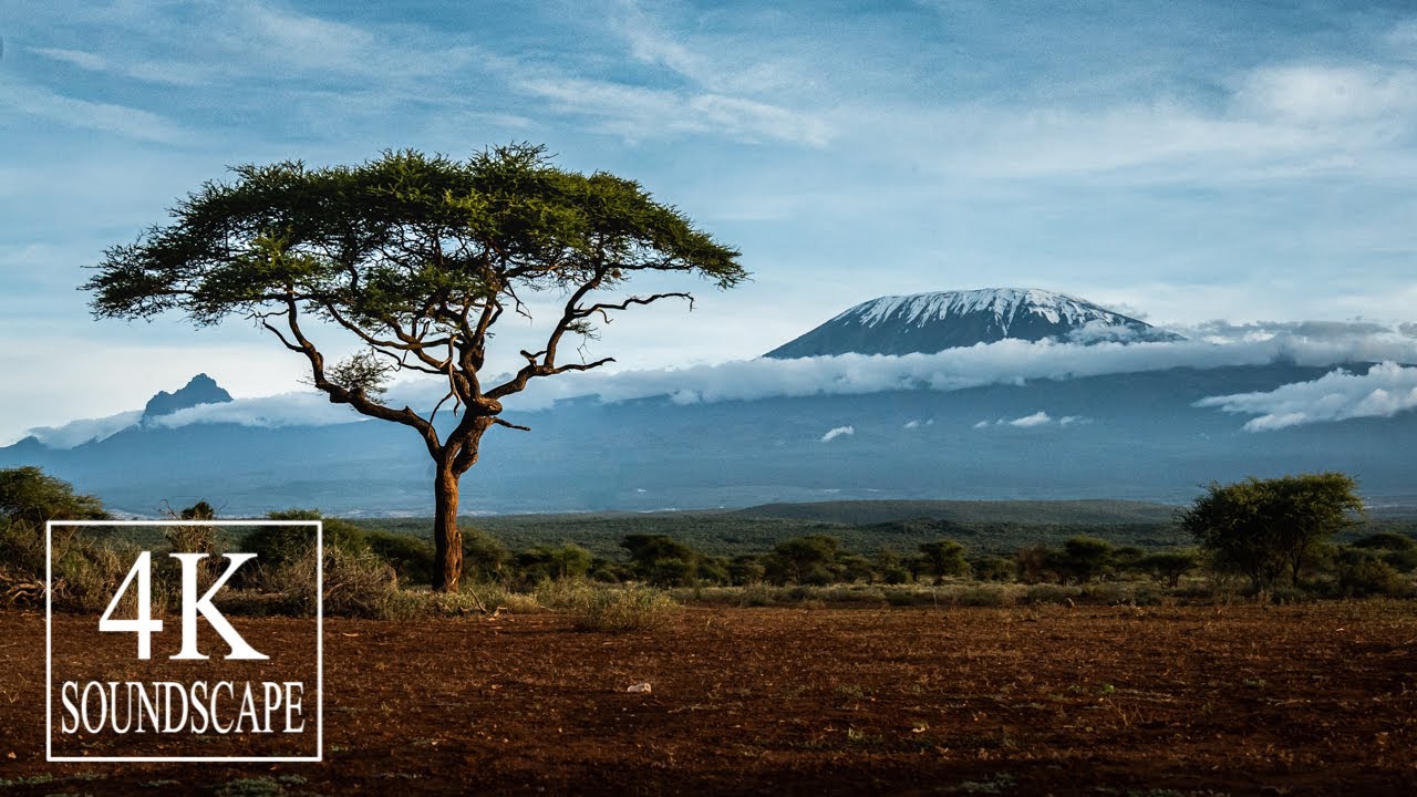 Savannah plains African birdsong at sunrise | Amboseli National Park in Kenya | 4K SOUNDSCAPE