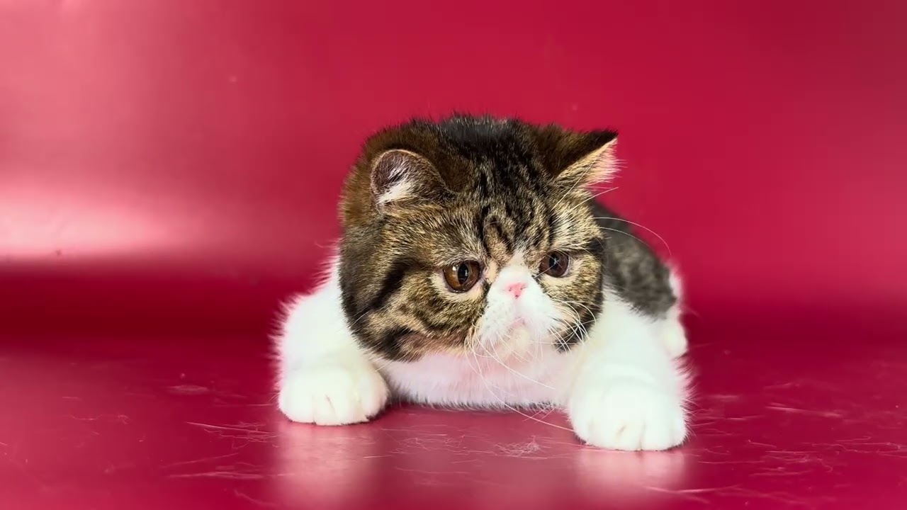 Exotic Shorthair Brown Tabby Female of Majestymeow Cattery!