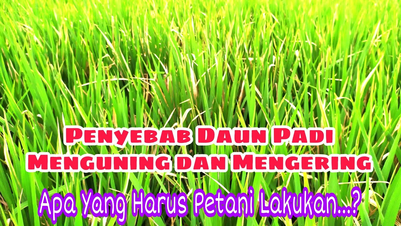 PENYEBAB DAUN PADI MENGUNING DAN MENGERING