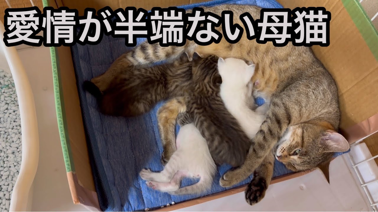 【妊婦猫保護】出産し懸命に子育てする母猫の姿に胸が熱くなります！