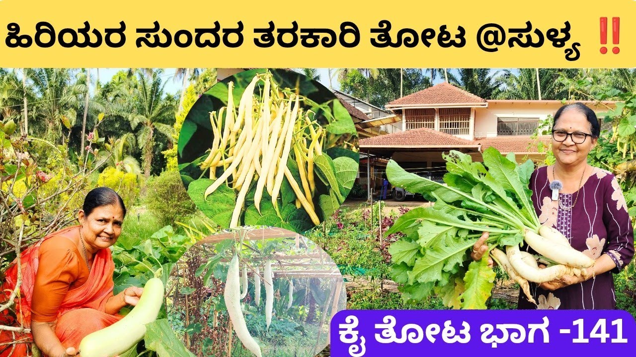 ಹಳದಿ ಬೀನ್ಸ್ 1kg ಮೂಲಂಗಿ ಸೊರೆ ಪಡುವಲ‼️18 ಜನ ಕೆಲಸದವರಿಗೂ ಸಾವಯವ ತರಕಾರಿ ಬೆಳೆಯುತ್ತೇವೆ⁉️ಪ್ರೇಮ ಭಟ್ ತೊಡಿಕಾನ