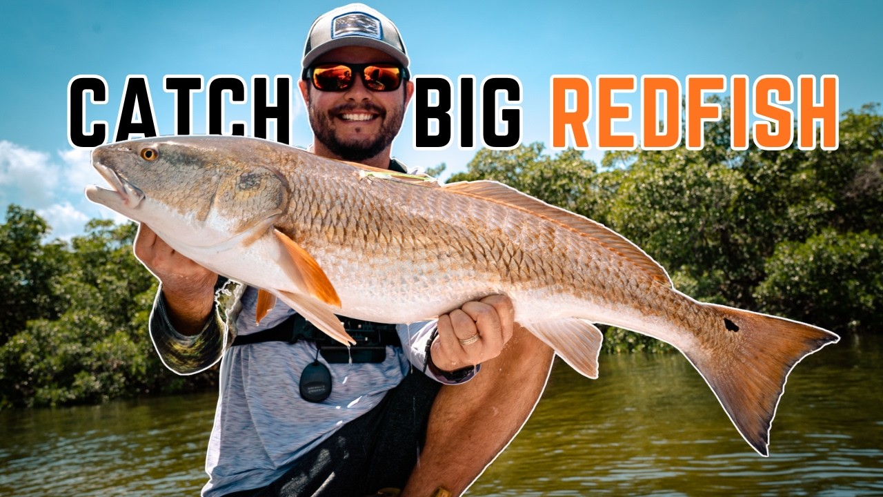 How I Catch Redfish in Tampa Bay with FREE Bait!