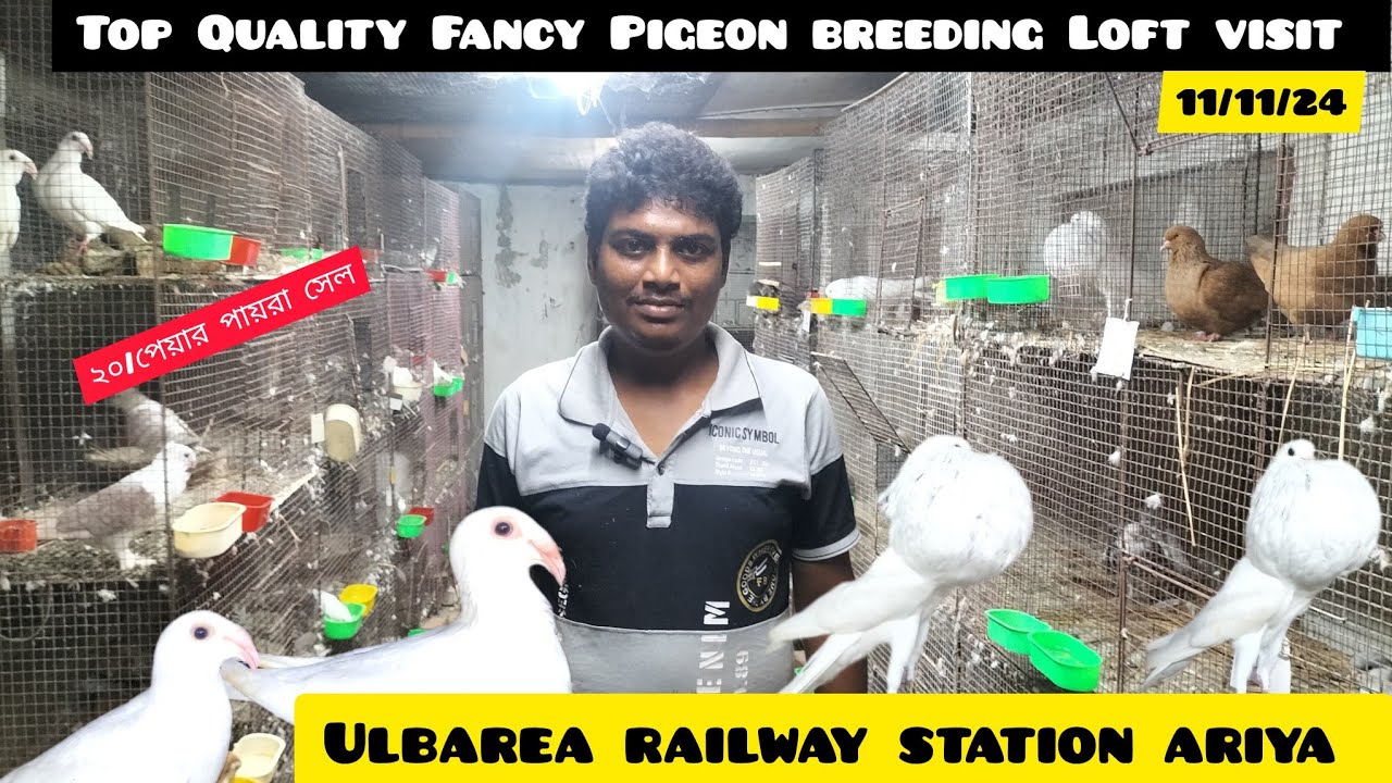 Top Quality Fancy Pigeons breeding Loft visit. Recent New Video।। ২০ পেয়ার ব্লিডিং পায়রা সেল আছে
