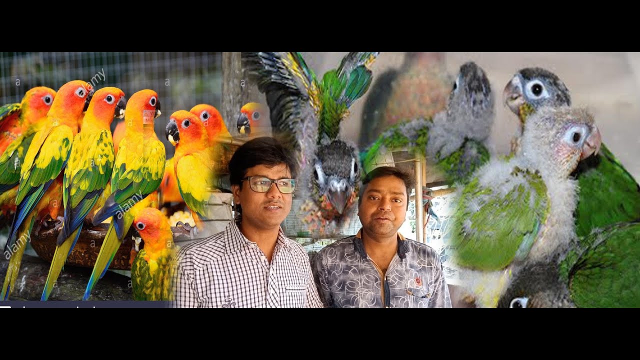 Manas da show his SunConure Birds & Ysc Conure progress with Dna reference (Kolkata Lovebirds)