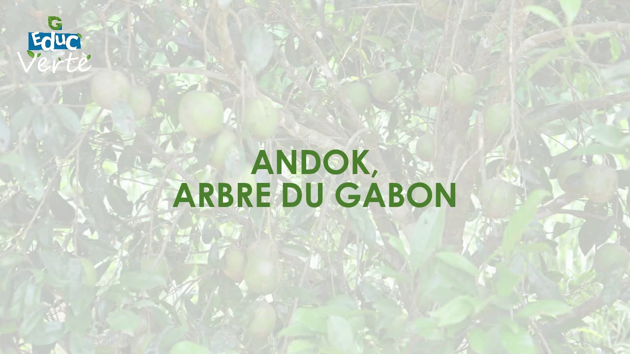Andok arbre du Gabon