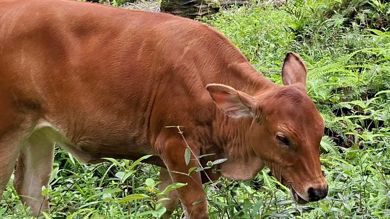 GEMBALA SAPI LEMBU DISIANG HARI // TERNAK DESA
