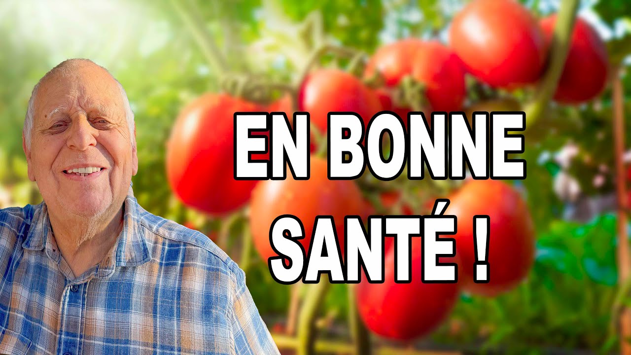 La méthode ultime pour planter vos tomates sans maladie ! 🍅