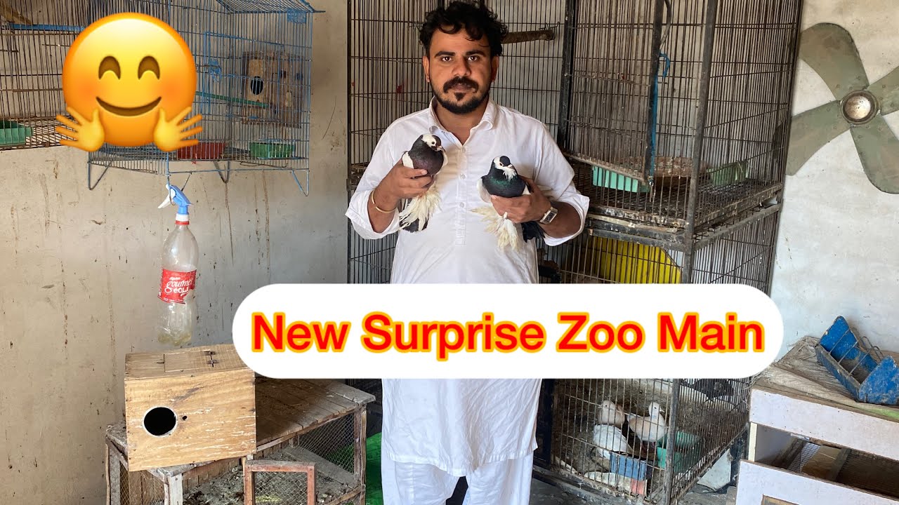 New Surprise Agye Zoo Main 