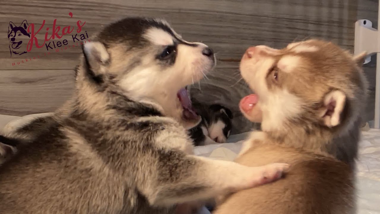 The Cutest Alaskan Klee Kai Puppies | Miniature Husky Puppies