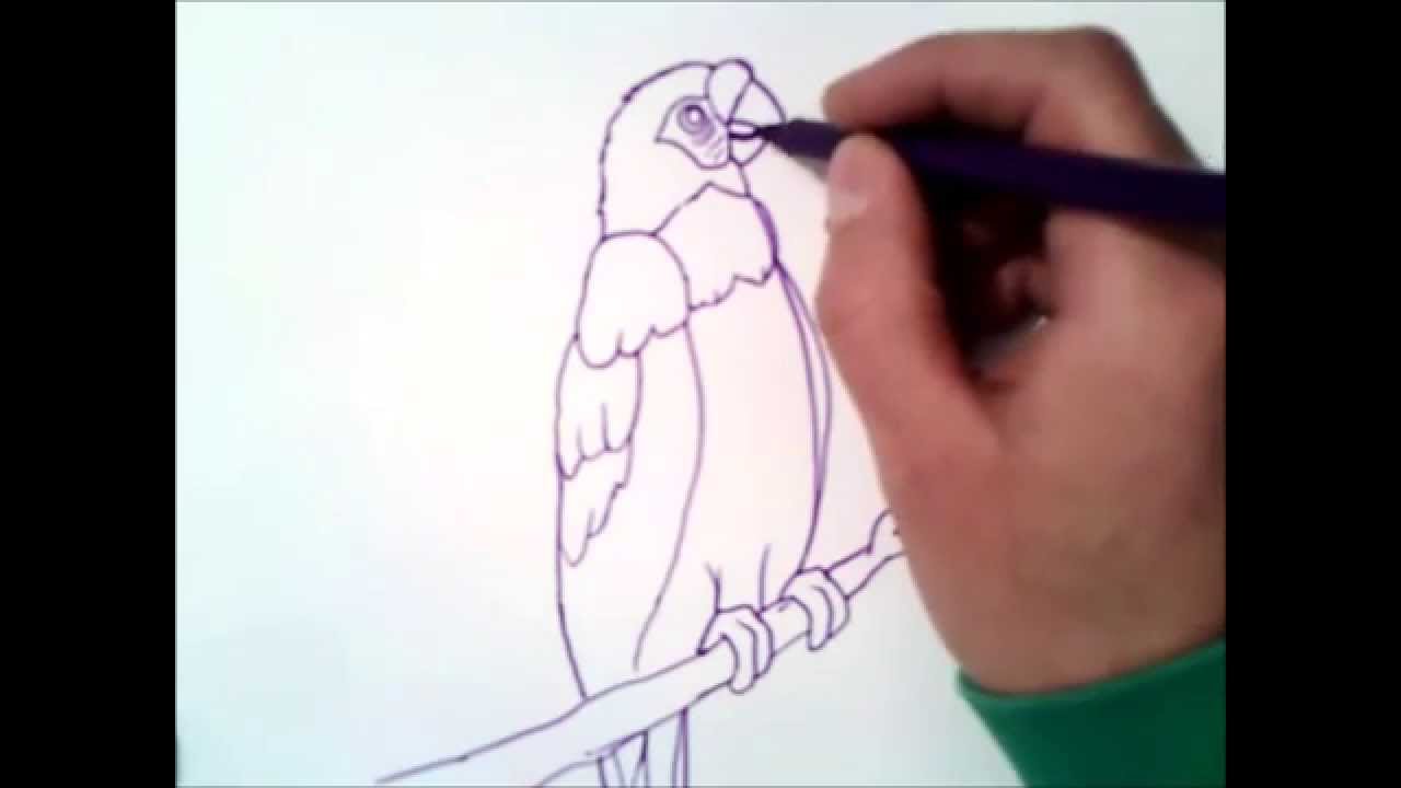 como desenhar uma arara passo a passo | como desenhar uma arara