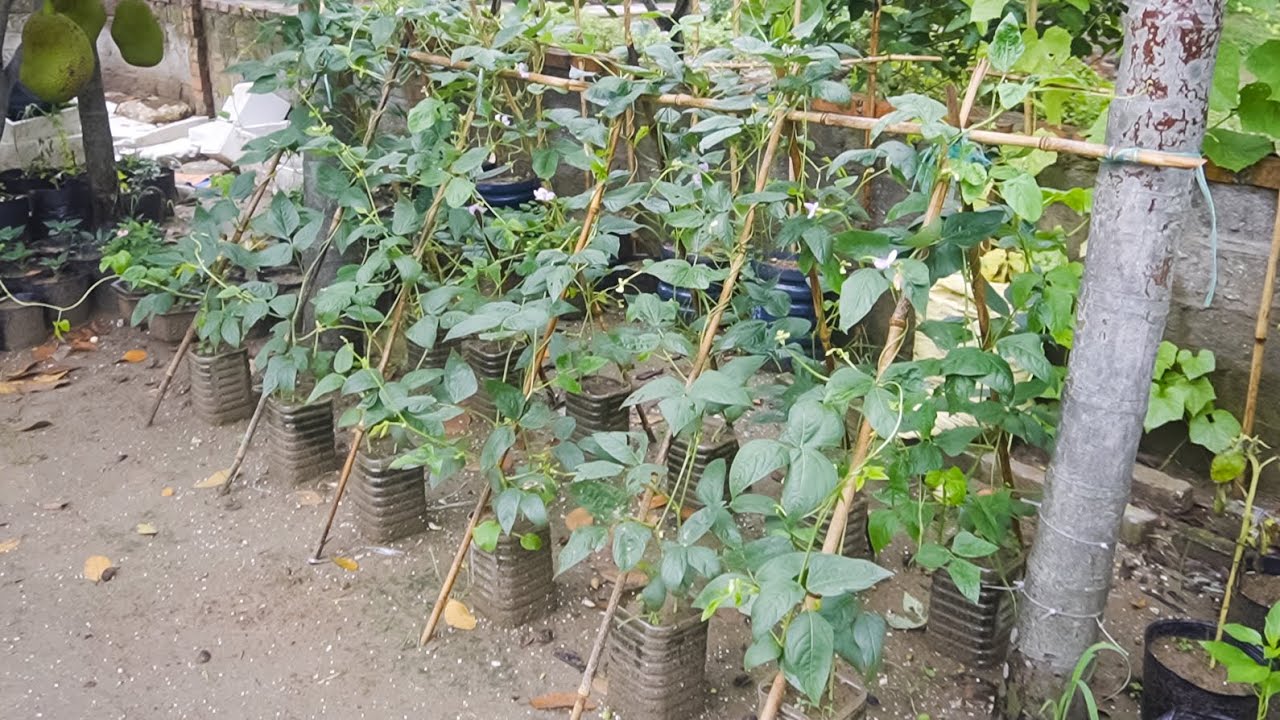 Grow green beans by using plastic bottles - 45 days for harvest