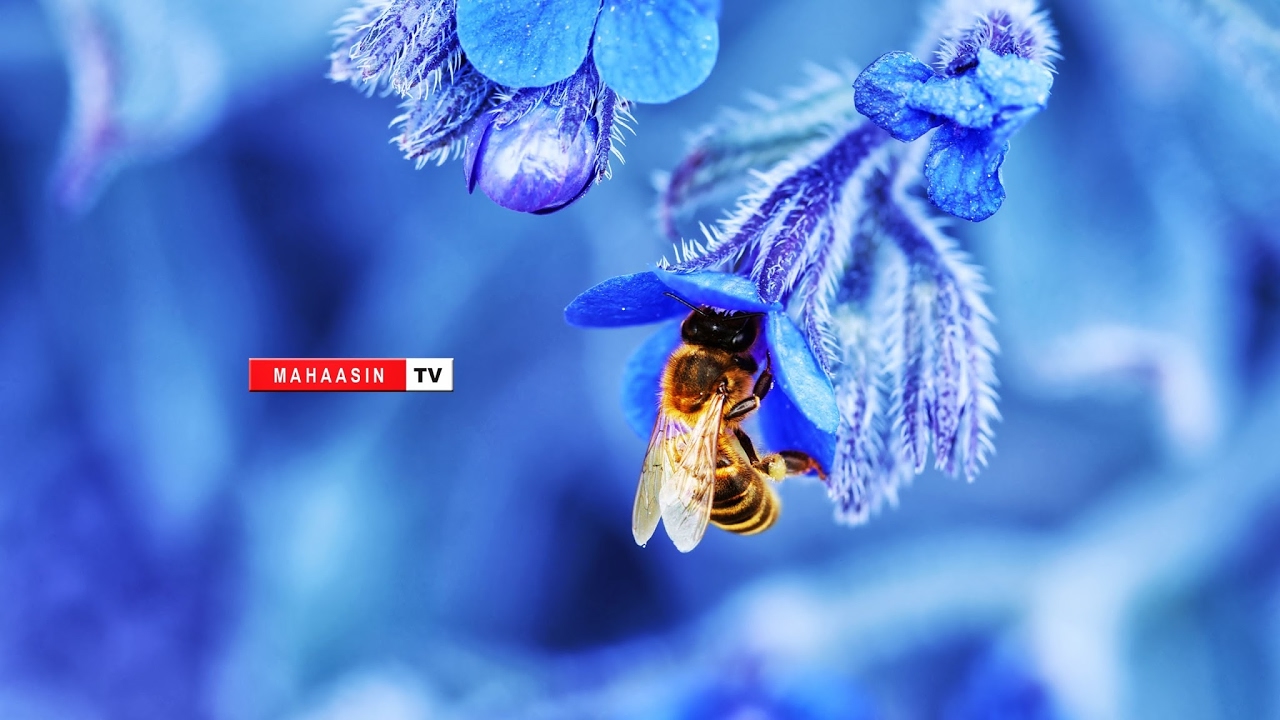 Mahaasinul Islam Live Stream