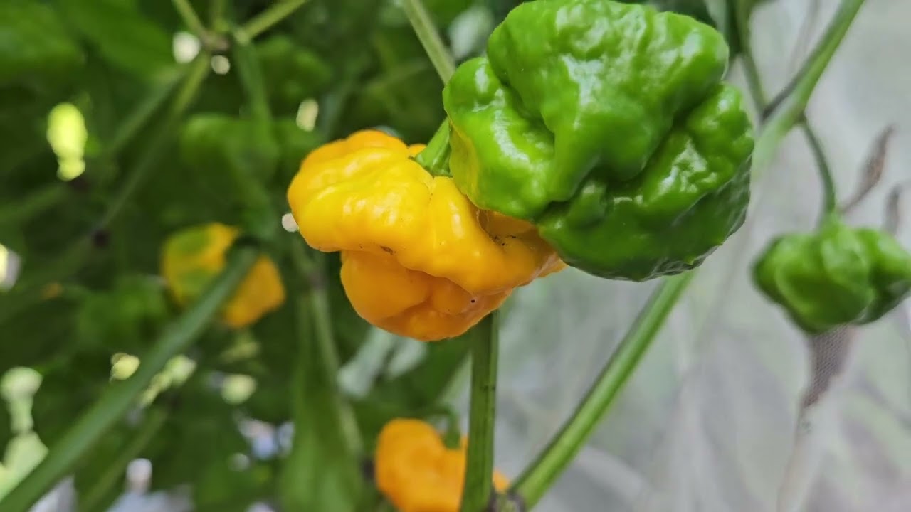 Foodarama Yellow Scotch Bonnet