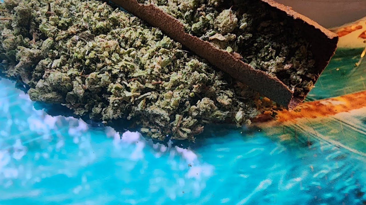 Sour Cake strain review