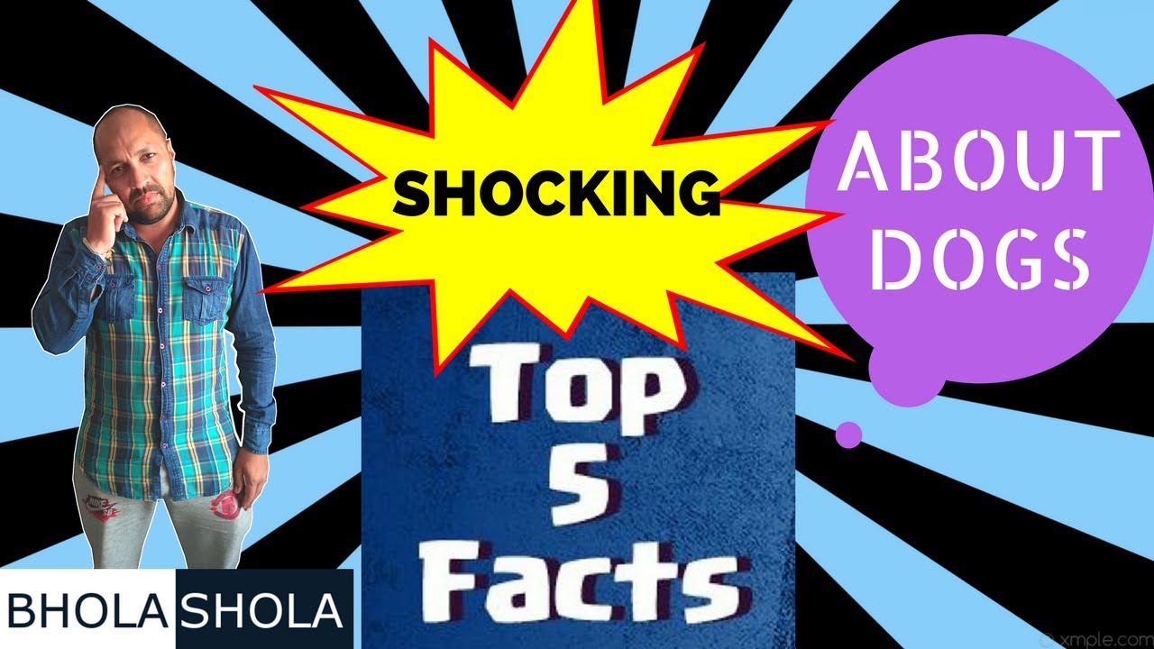 Pet Care - Top 5 Shocking Effect About Dog | Puppy - Bhola Shola | Harwinder Singh Grewal