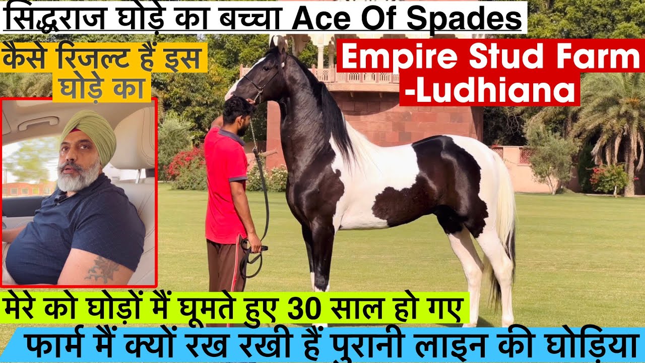 देखिए सिद्धराज घोड़े का बच्चा Ace Of Spades और कैसे रिजल्ट हैं इस घोड़े के !