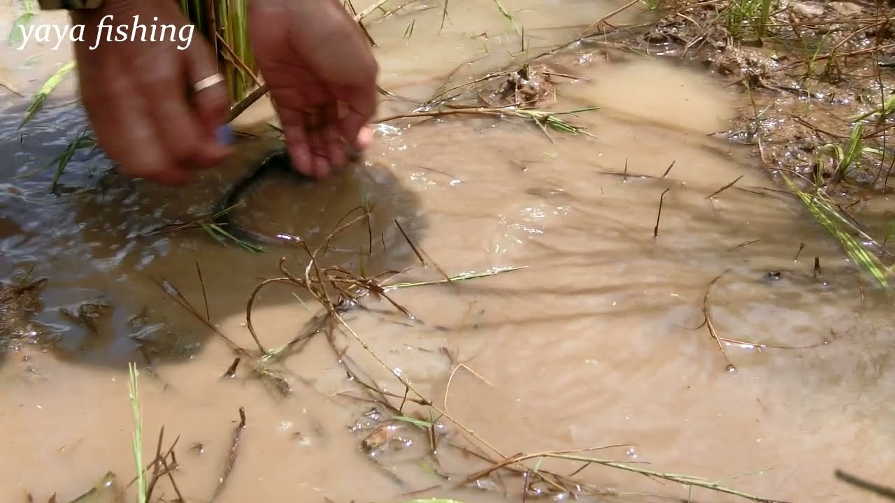 New Skill Fishing - New Top Amazing Find & Catch A Lot Of Fish Under Dry Water In Dry Season