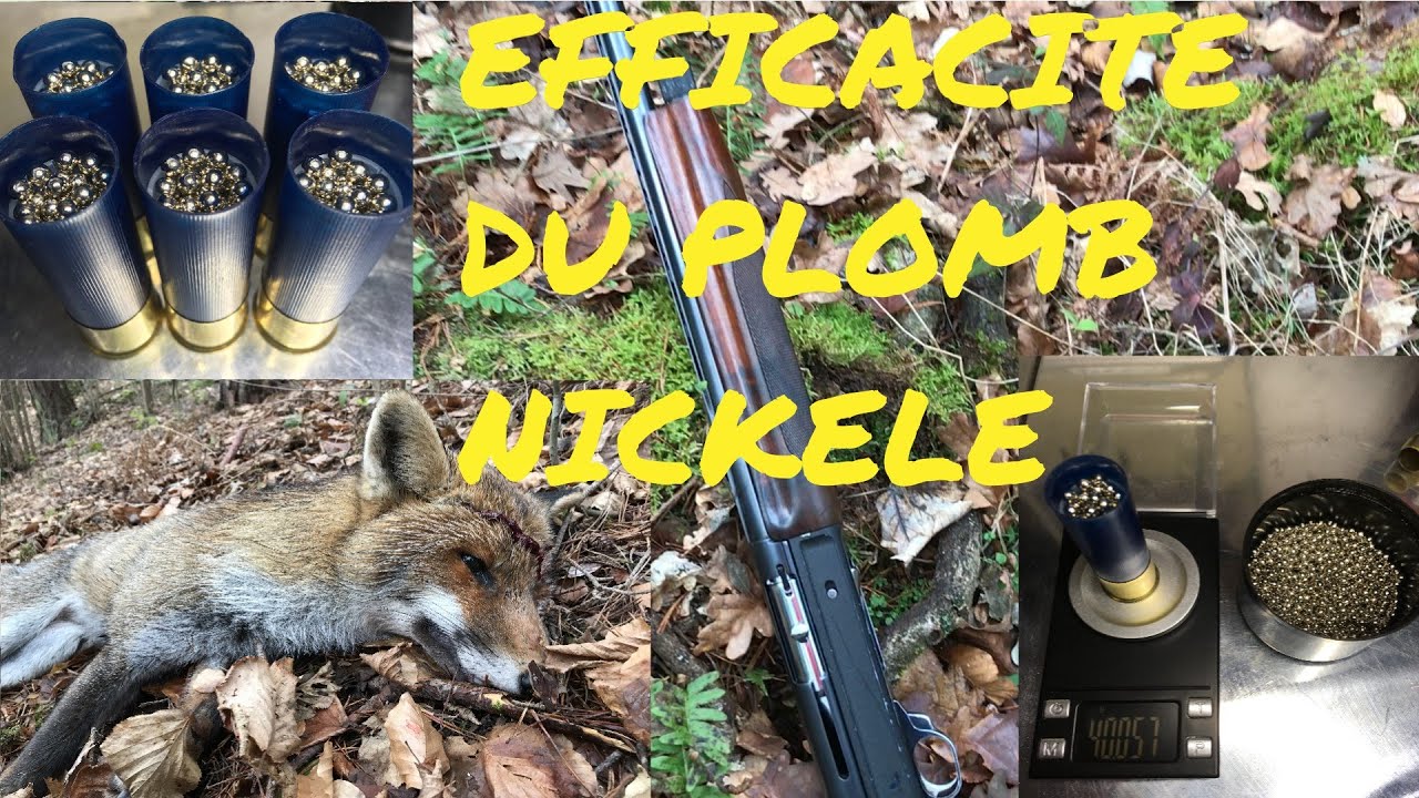 DECOUVREZ L'EFFICACITE DU PLOMB NICKELE: munition spéciale Renard/Chevreuil + ciblage, calibre 12/70