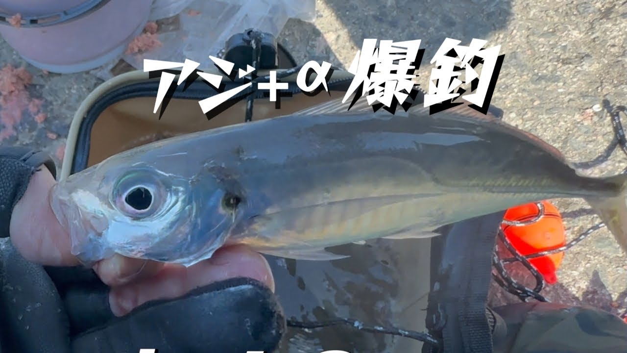 3.9野北は湧き湧きです。#釣り ＃野北漁港　＃アジ爆釣　#福岡釣り