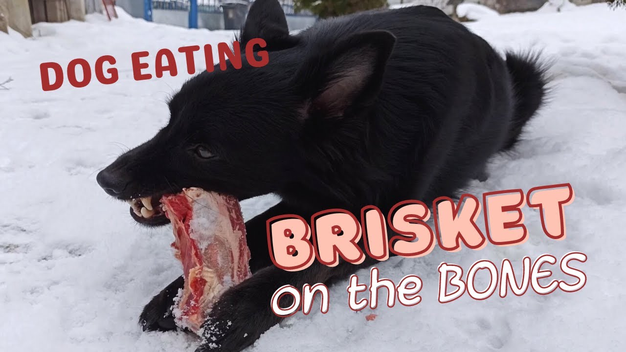 Dog eats Beef Brisket on the Bone then hides the rib-eye | ASMR dog eating video