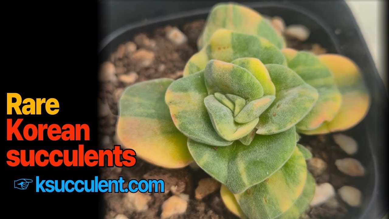 rare Korean Succulents