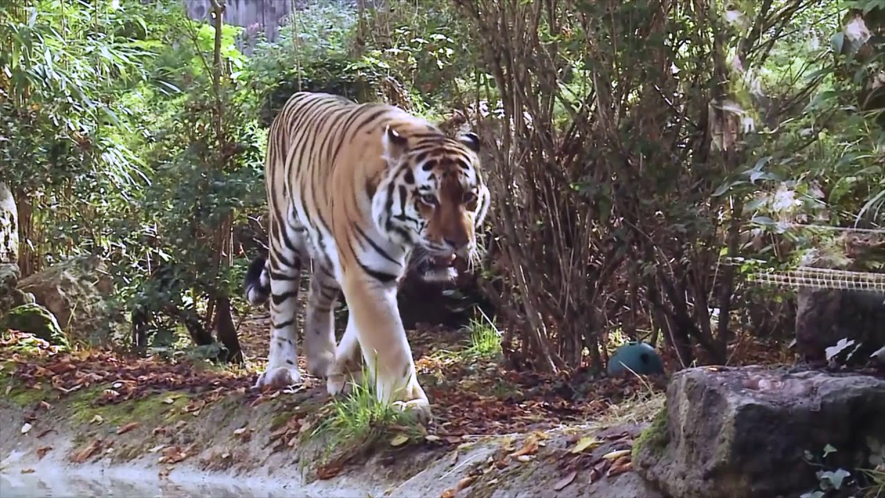 A 13 anni si è spento Amka, la tigre paziente del Parco Natura Viva