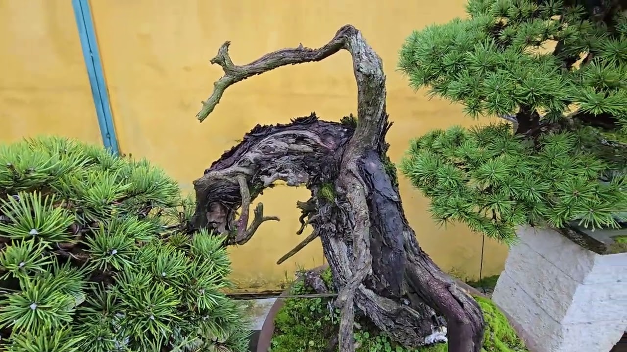 Un problema en nuestros bonsai