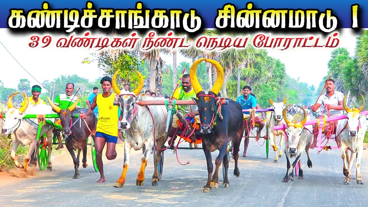 கண்டிச்சங்காடு 1கரிச்சான்மாடு  09/03/2026 #krish_studio_kattumavadi