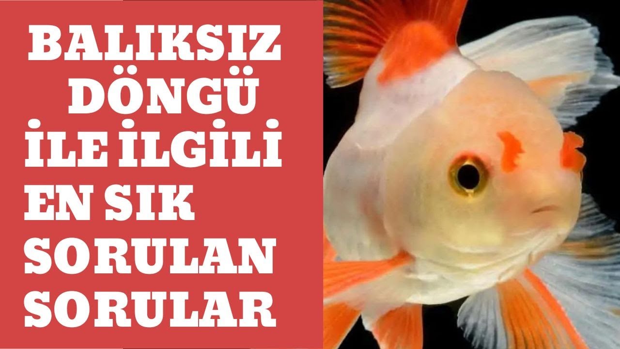 🌱Balıksız Akvaryumda Bakteri Kültürü Nasıl Oluşturulur? Adım Adım Rehber! 🐟💧