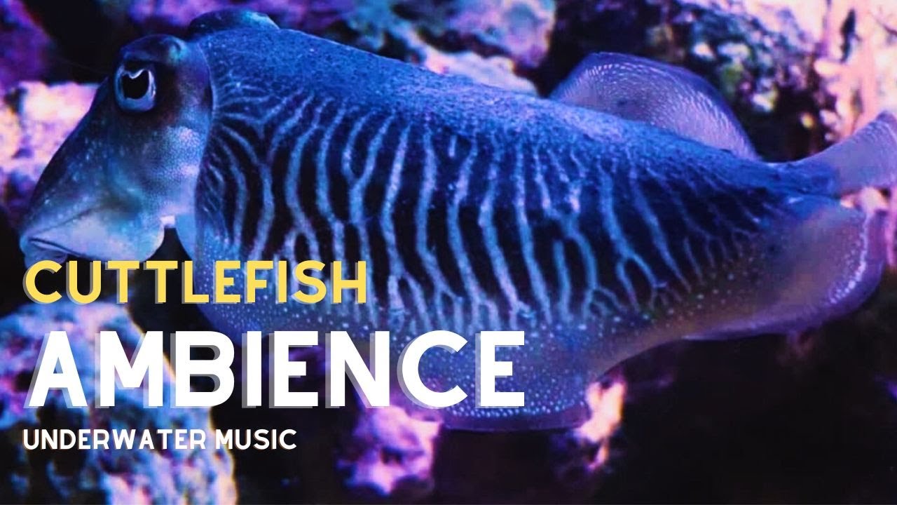 Подводный фон &laquo;Каракатица&raquo; с 10-минутной музыкой #cuttlefish