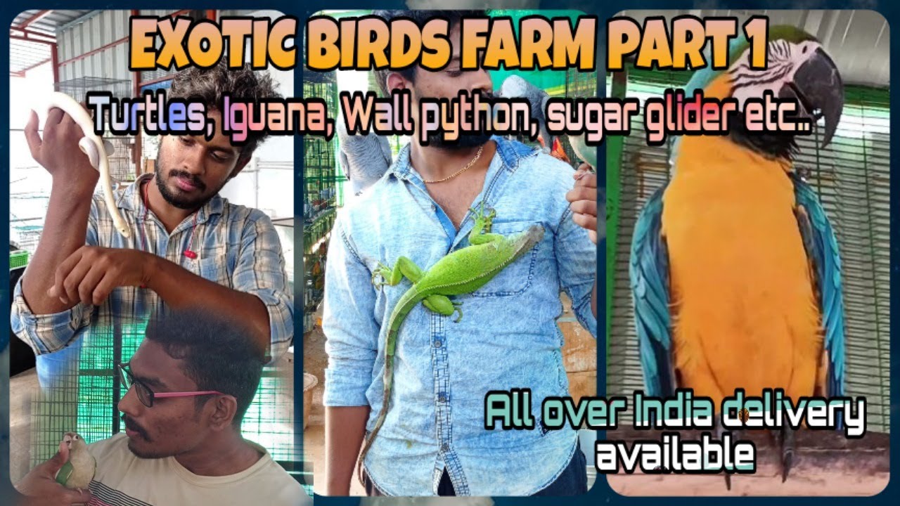 EXOTIC BIRDS FARM IN THANJAVUR |AT LOWER PRICE|தஞ்சாவூர்ல இப்டி ஒரு இடமா| EXOTIC SPECIES#exoticbirds