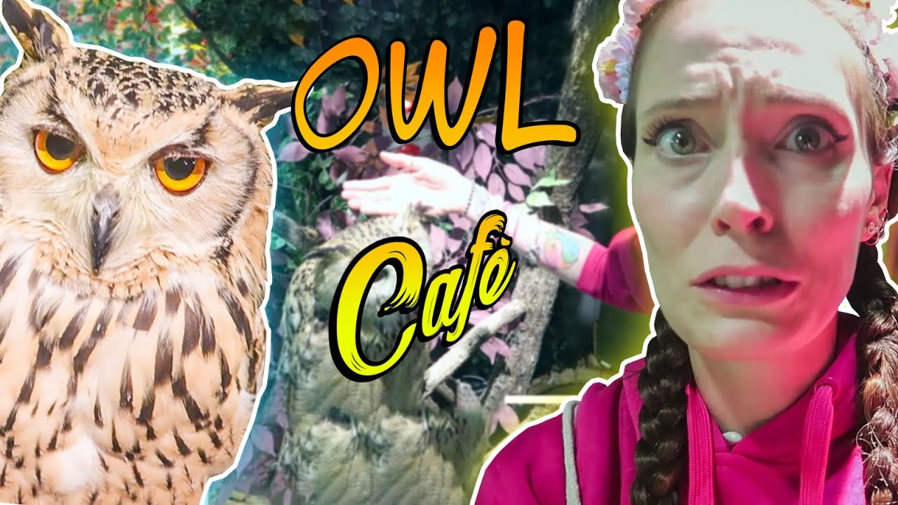 #6 MERAVIGLIOSO! un cafè di GUFI e gatti! owl cafè and cat cafè in Tokyo!