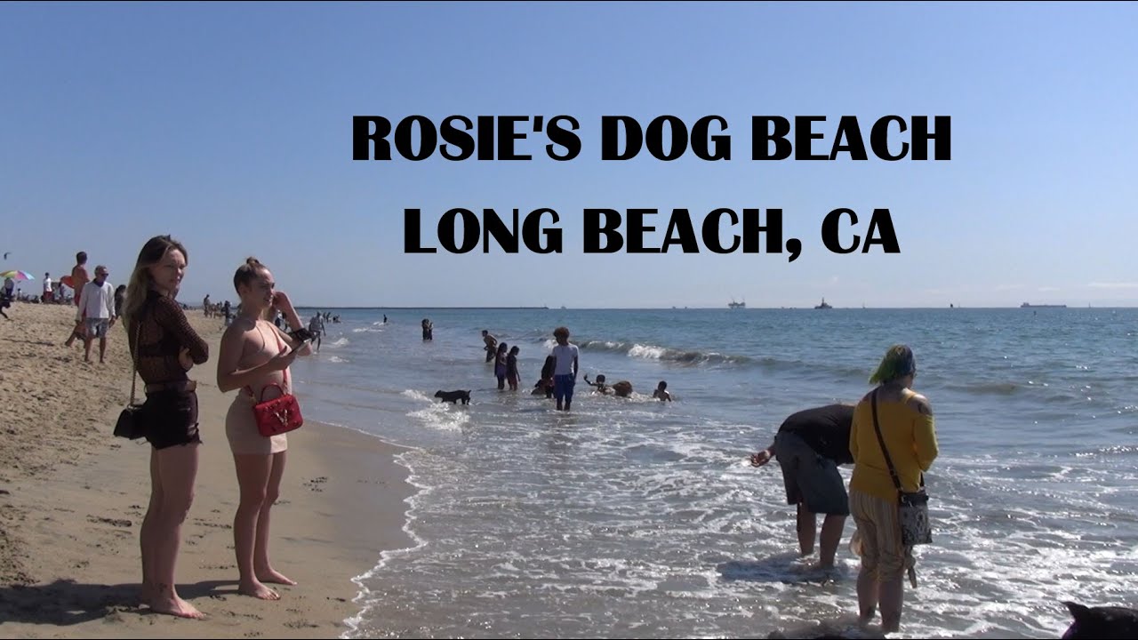 Virtual Tour Video, Pet Dog’s Paradise: ROSIE’S DOG BEACH in Long Beach, CA