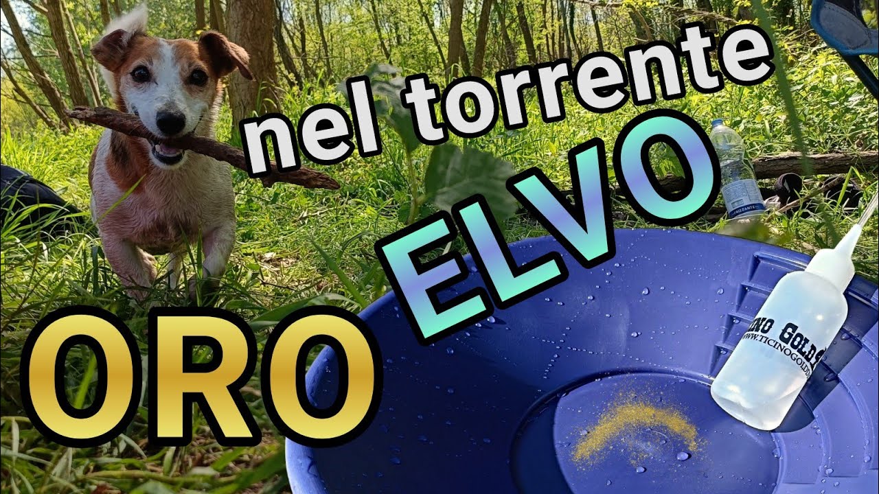 L'oro dell'Elvo dopo la mezza piena - Cercatori d'oro in azione