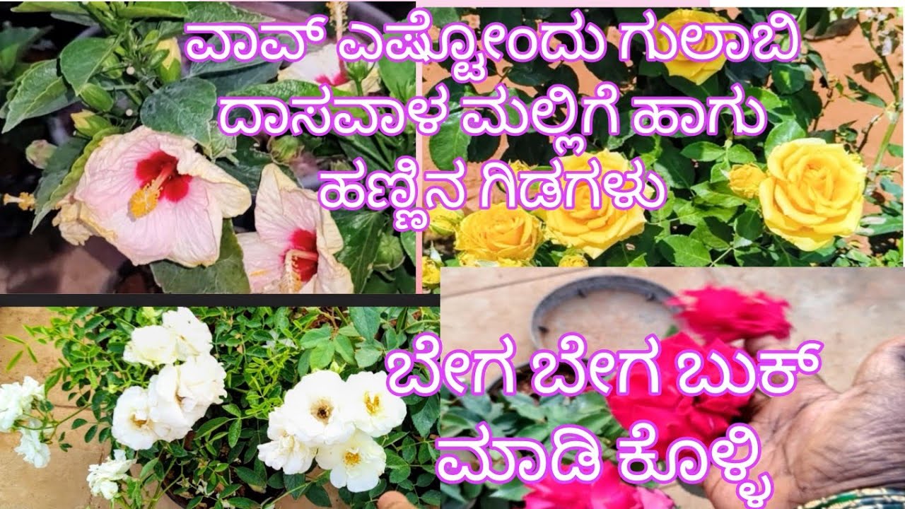ವಾವ್ ಎಷ್ಟೋಂದು ಗುಲಾಬಿ ದಾಸವಾಳ ಮಲ್ಲಿಗೆ ಹಾಗು ಹಣ್ಣಿನ ಗಿಡಗಳು ಬೇಗ ಬೇಗ ಬುಕ್ ಮಾಡಿ ಕೊಳ್ಳಿ 