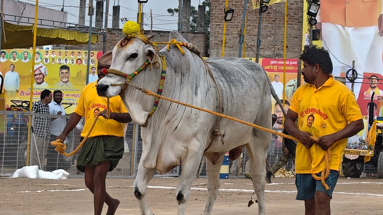 2026-చిలకలూరిపేట.జూనియర్.5వ జత.కాకర్ల సురేష్ బాబు గారు గారు నాదెండ్ల వారిపాలెం గ్రామం కృష్ణా జిల్లా